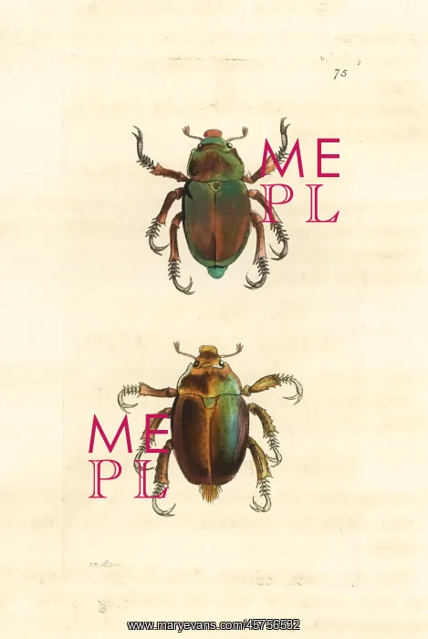 : King Christmas beetle and Christmas beetle : King Christmas beetle and Christmas beetle