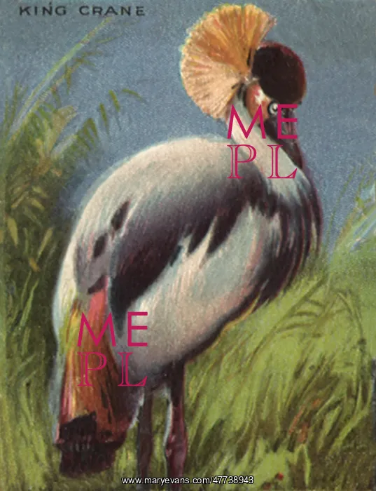  : King Crane