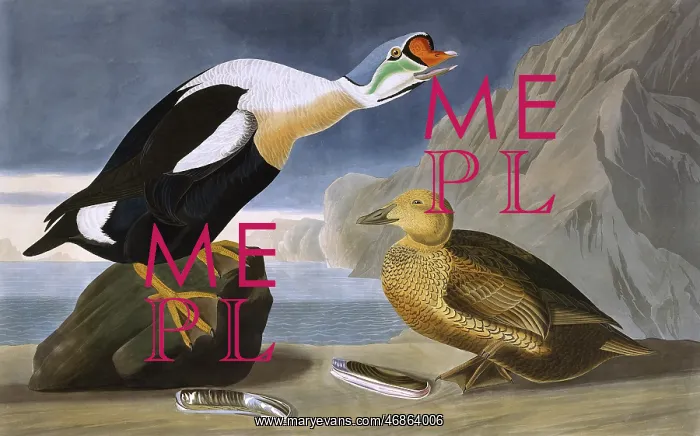 : King Duck, by John James Audubon : King Duck, by John James Audubon