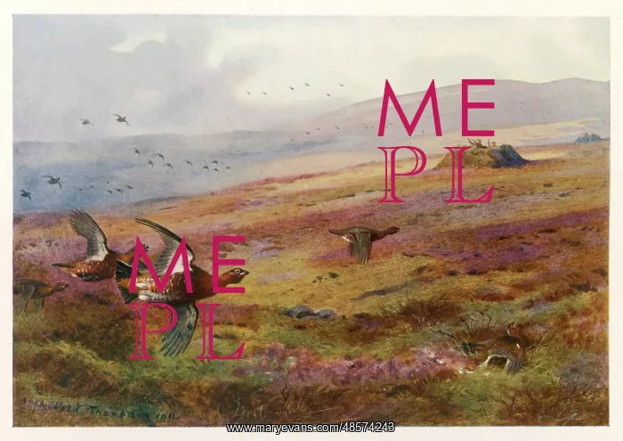 : King Edward VII - Grouse Moor : King Edward VII - Grouse Moor