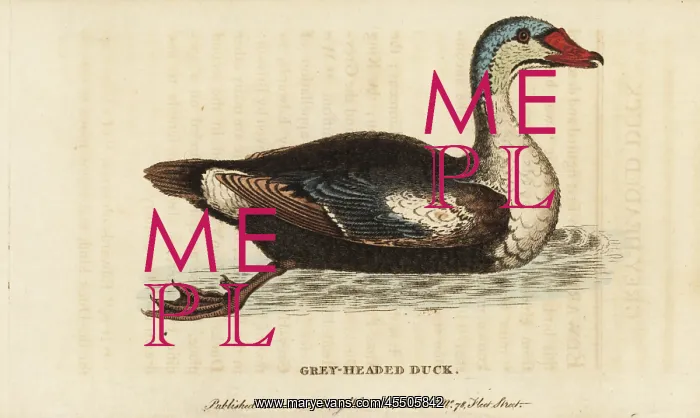 : King eider, Somateria spectabilis : King eider, Somateria spectabilis