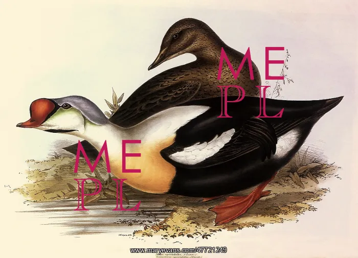  : King Eider, Somateria spectabilis