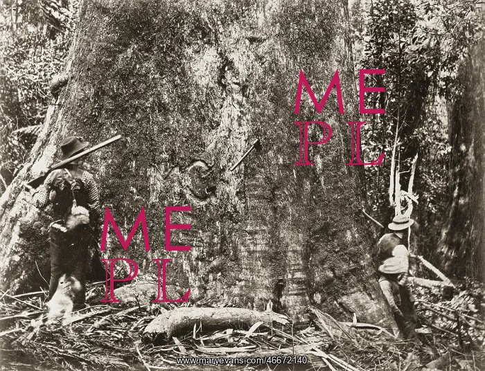 : King Eucalyptus : King Eucalyptus