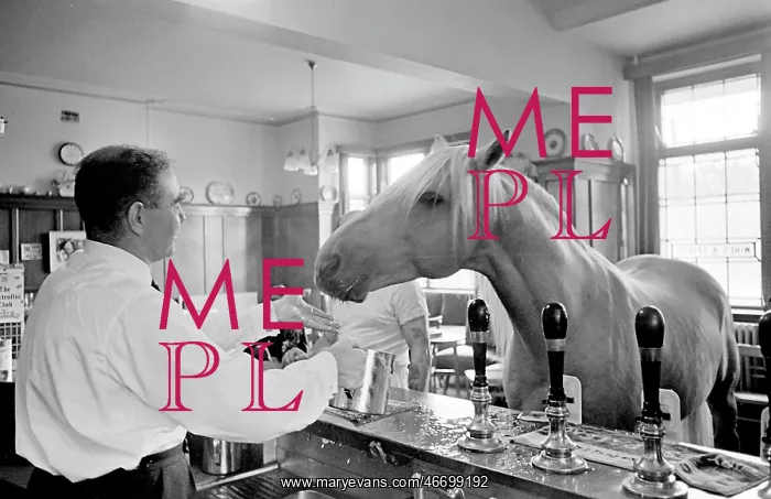 : King, the football-playing stallion : King, the football-playing stallion