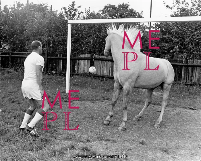 : King, the football-playing stallion : King, the football-playing stallion