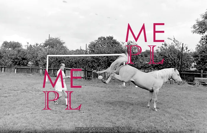 : King, the football-playing stallion : King, the football-playing stallion