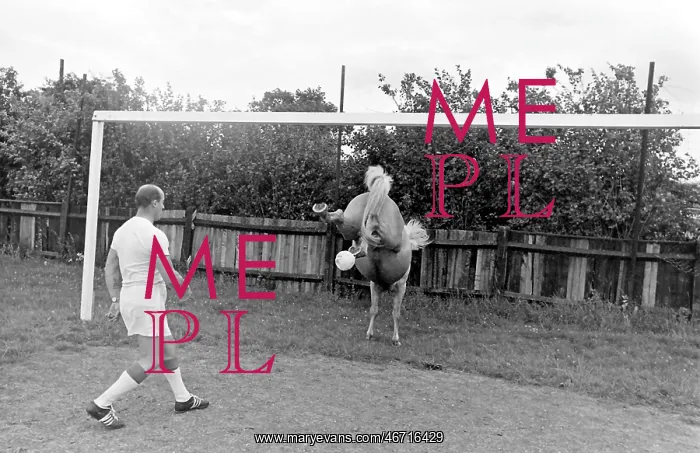 : King, the football-playing stallion : King, the football-playing stallion