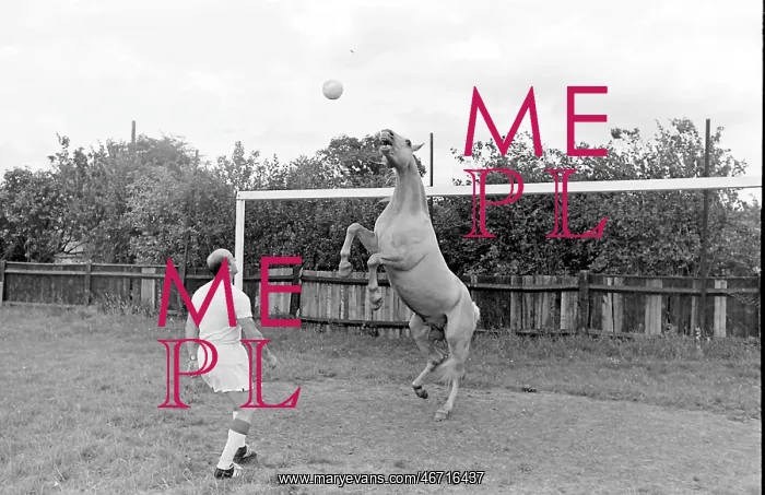 : King, the football-playing stallion : King, the football-playing stallion