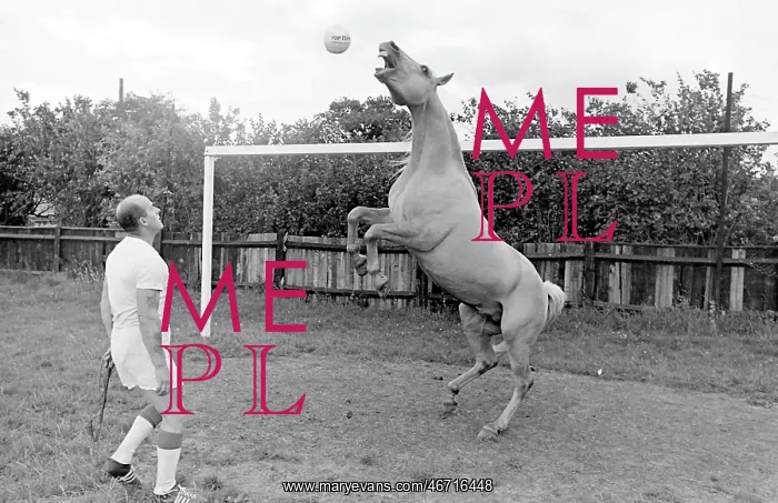 : King, the football-playing stallion : King, the football-playing stallion