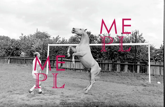 : King, the football-playing stallion : King, the football-playing stallion