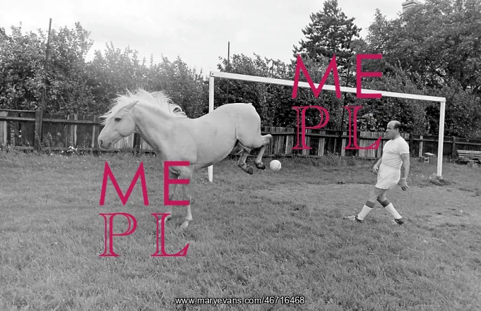 : King, the football-playing stallion : King, the football-playing stallion