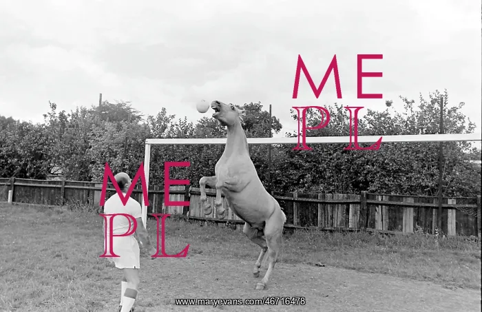 : King, the football-playing stallion : King, the football-playing stallion