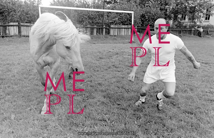 : King, the football-playing stallion : King, the football-playing stallion