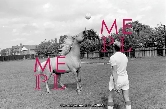 : King, the football-playing stallion : King, the football-playing stallion