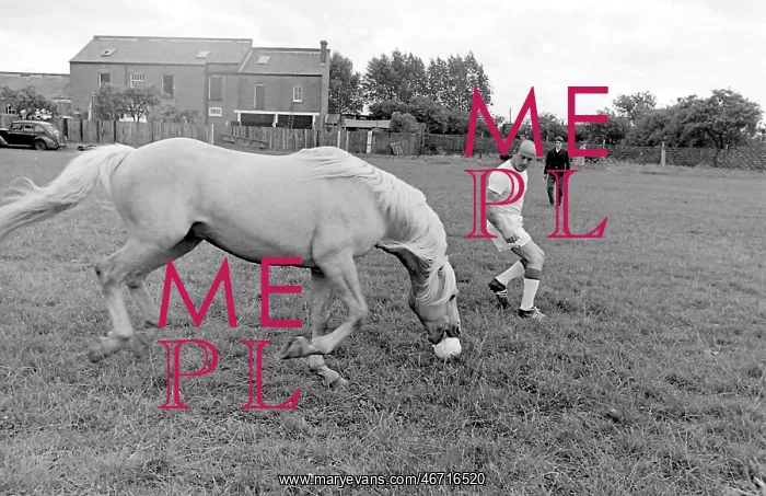: King, the football-playing stallion : King, the football-playing stallion