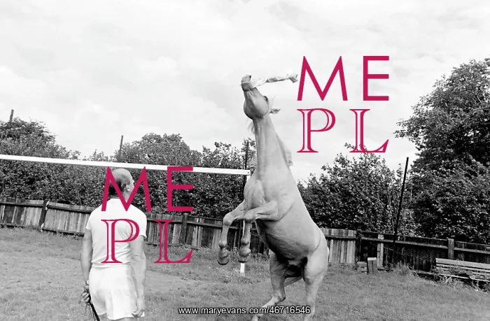 : King, the football-playing stallion : King, the football-playing stallion