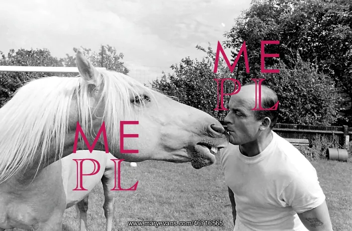 : King, the football-playing stallion : King, the football-playing stallion