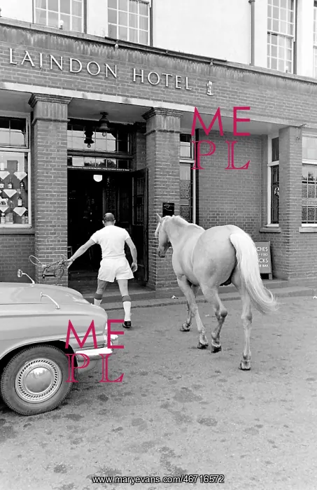 : King, the football-playing stallion : King, the football-playing stallion