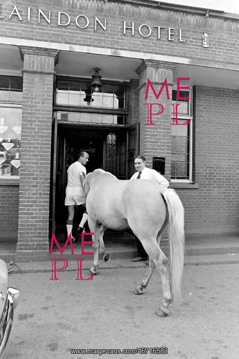 : King, the football-playing stallion : King, the football-playing stallion