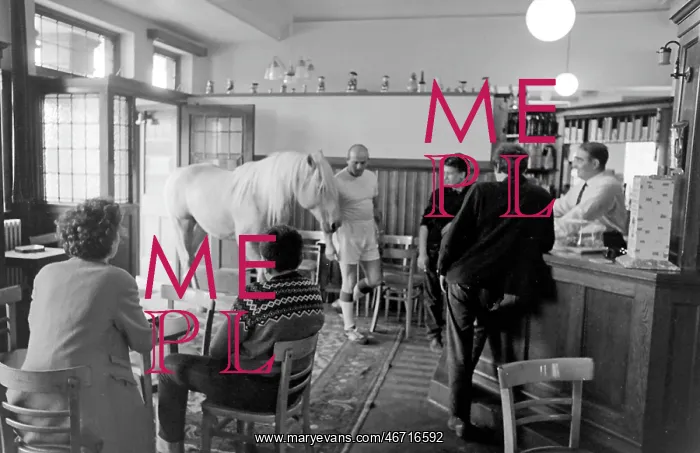 : King, the football-playing stallion : King, the football-playing stallion