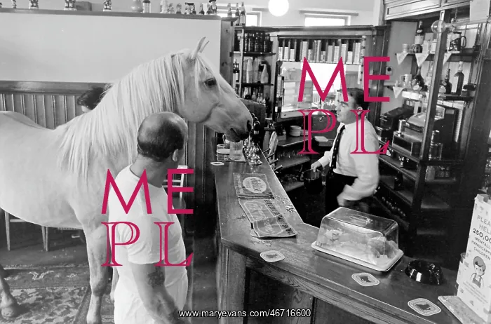 : King, the football-playing stallion : King, the football-playing stallion