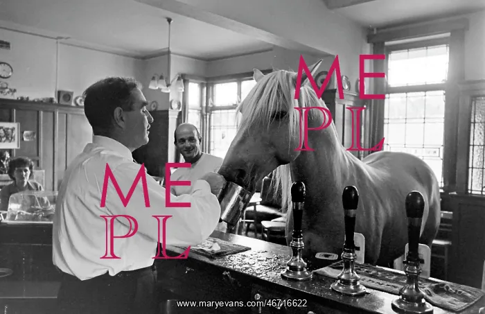 : King, the football-playing stallion : King, the football-playing stallion