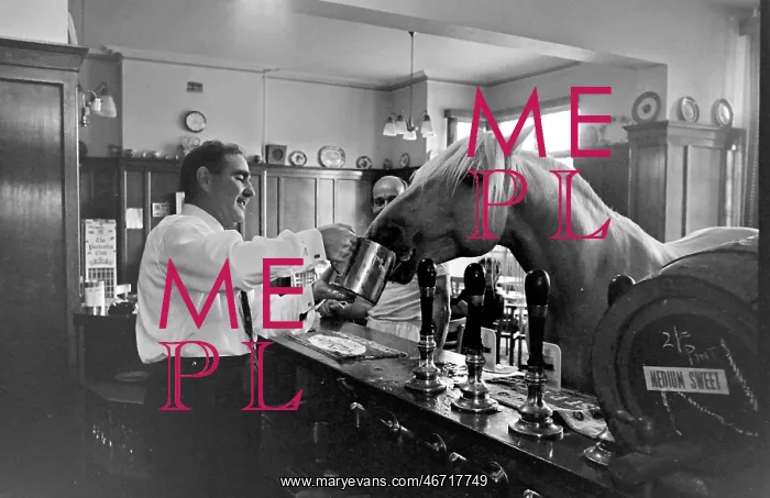  : King, the football-playing stallion