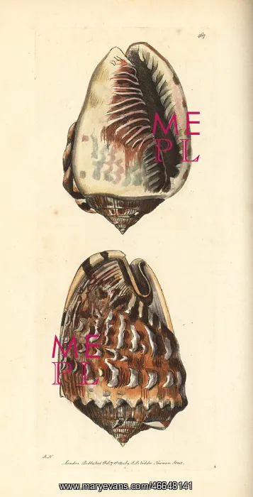 : King helmet shell, Cassia tuberosa : King helmet shell, Cassia tuberosa