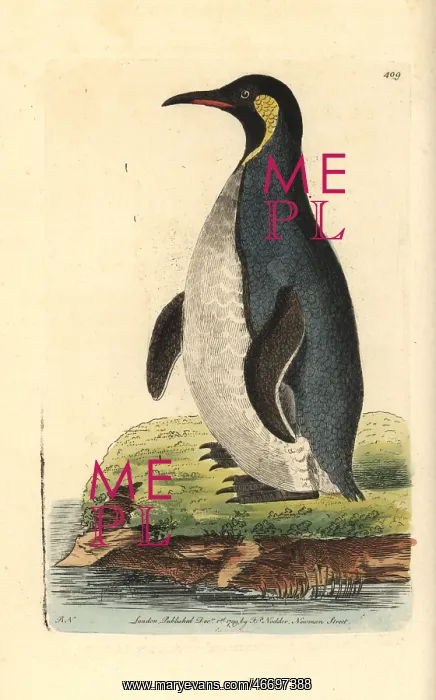 : King penguin, Aptenodytes patagonicus : King penguin, Aptenodytes patagonicus