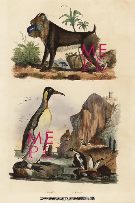 : King penguin and mandrill : King penguin and mandrill