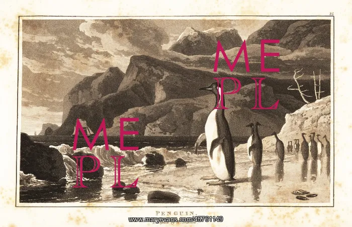 : King penguins on a beach, Southern Hemisphere : King penguins on a beach, Southern Hemisphere