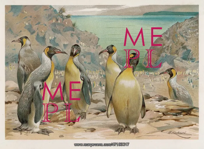  : KING PENGUINS (KUHNERT)