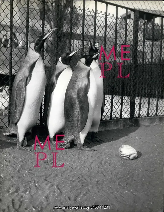 : King penguins puzzled by strange egg : King penguins puzzled by strange egg