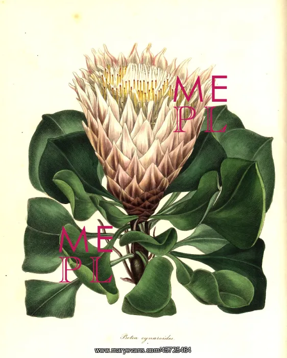 : King protea or artichoke-like flowered protea : King protea or artichoke-like flowered protea