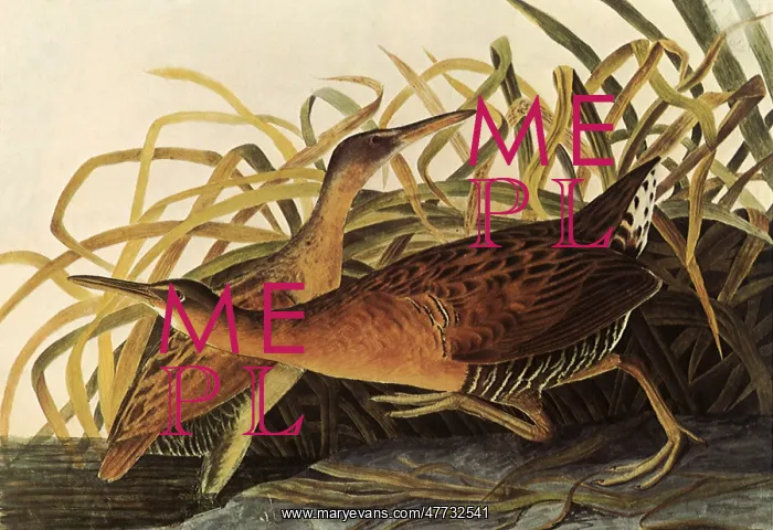  : King Rails