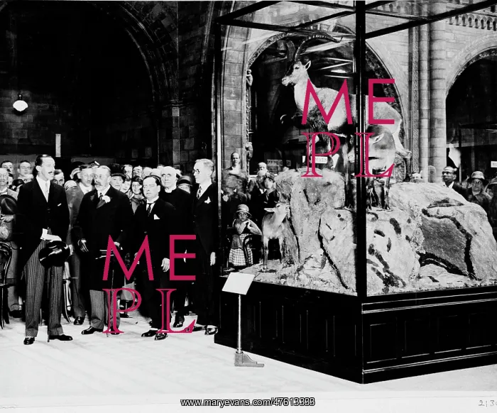 : The King of Spain presenting an ibex, July 1927 : The King of Spain presenting an ibex, July 1927