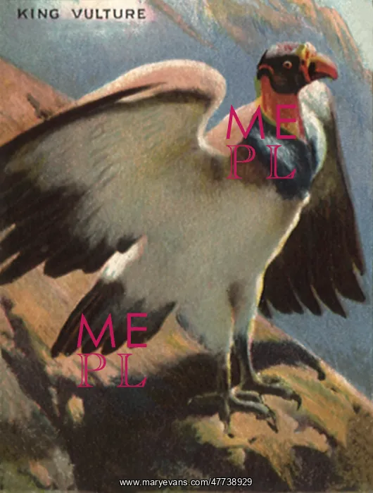  : King Vulture