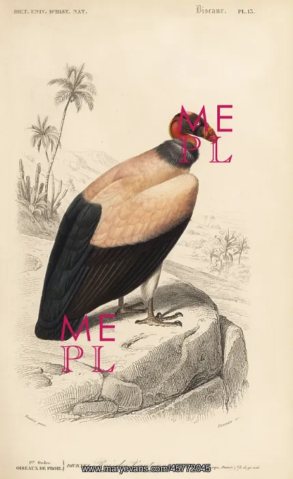 : King vulture, Sarcoramphus papa : King vulture, Sarcoramphus papa