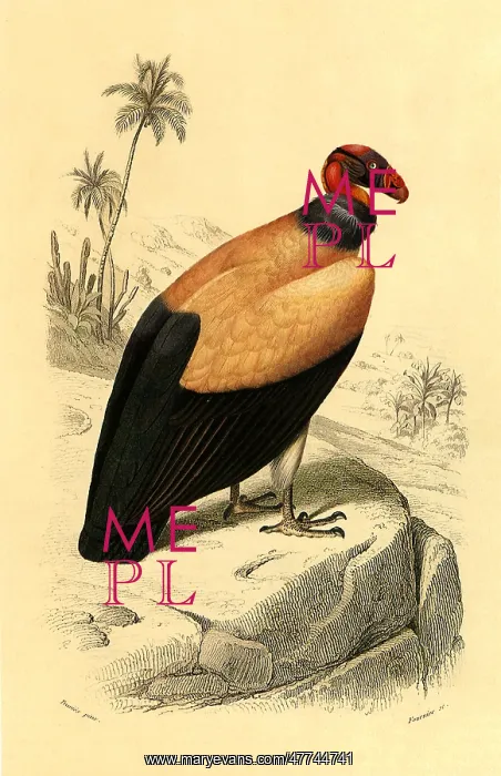 : King Vulture (Sarcoramphus papa) : King Vulture (Sarcoramphus papa)
