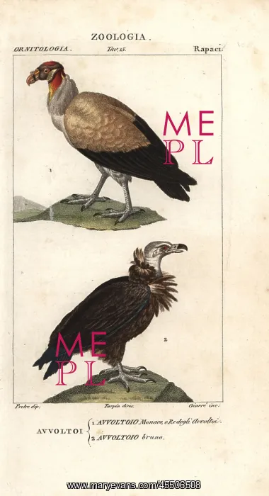 : King vulture, Sarcoramphus papa, and griffon : King vulture, Sarcoramphus papa, and griffon