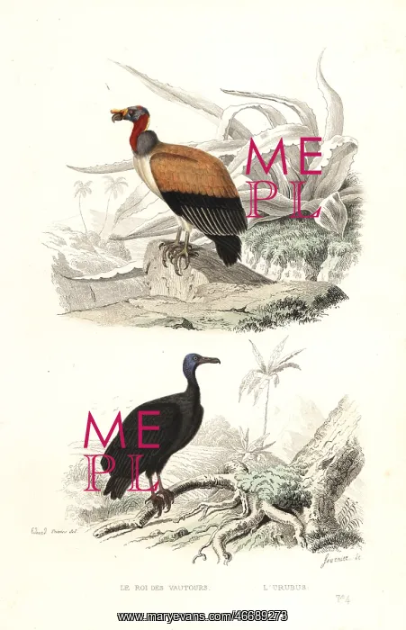 : King vulture and turkey vulture : King vulture and turkey vulture