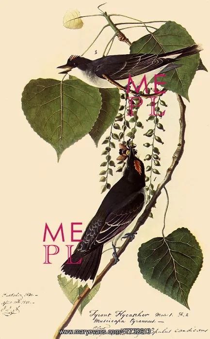: Kingbirds : Kingbirds