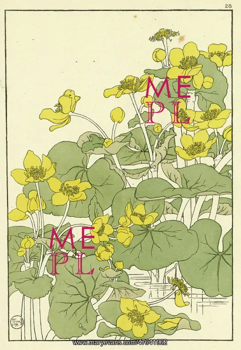 : Kingcup or Marsh Marigold : Kingcup or Marsh Marigold