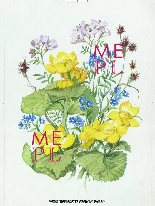  : Kingcups, forget-me-nots and cuckoo-pint