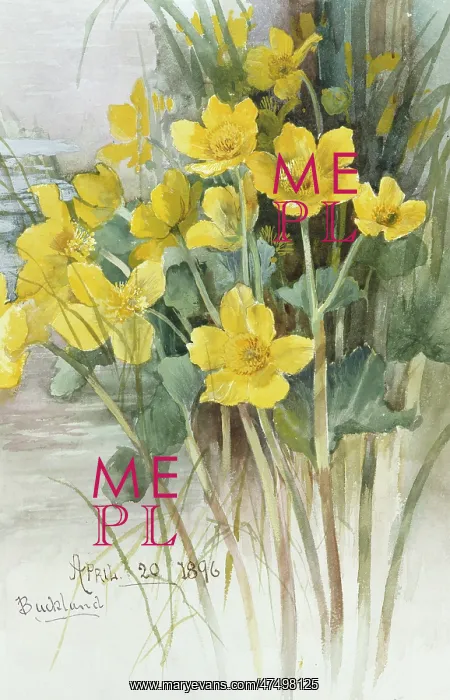 : Kingcups ' (Marsh Marigolds) : Kingcups ' (Marsh Marigolds)