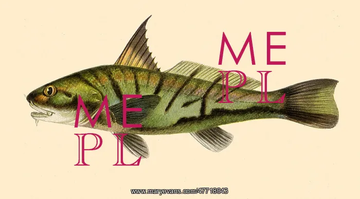  : Kingfish