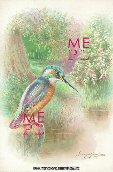  : Kingfisher