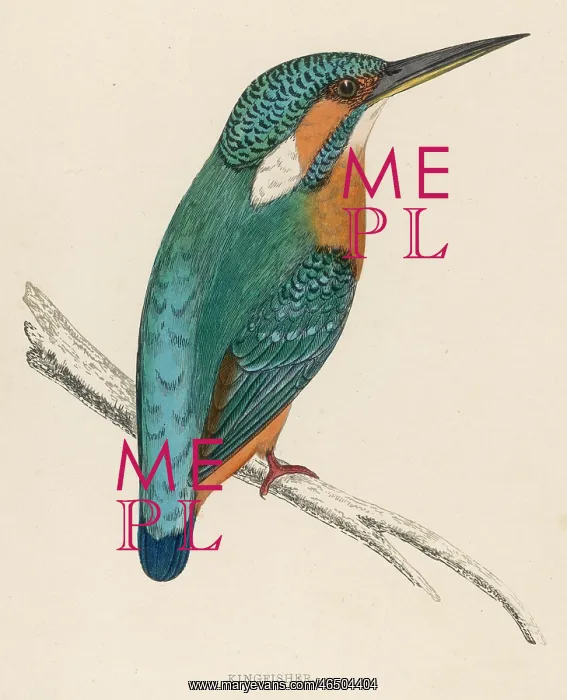  : A Kingfisher