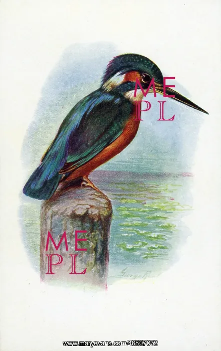 : Kingfisher : Kingfisher