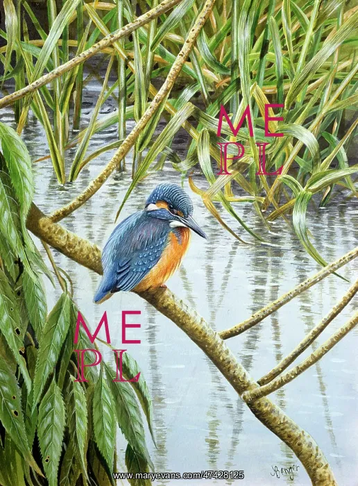  : Kingfisher